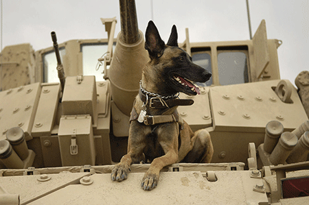 militarydog