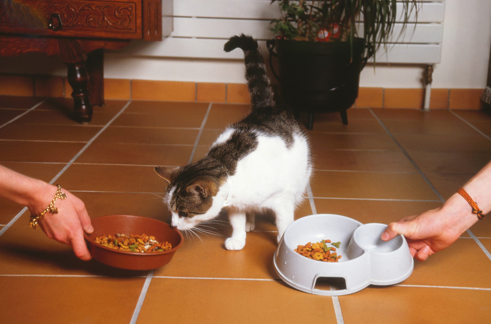 chat hsitant entre deux sortes d’aliments pour animaux