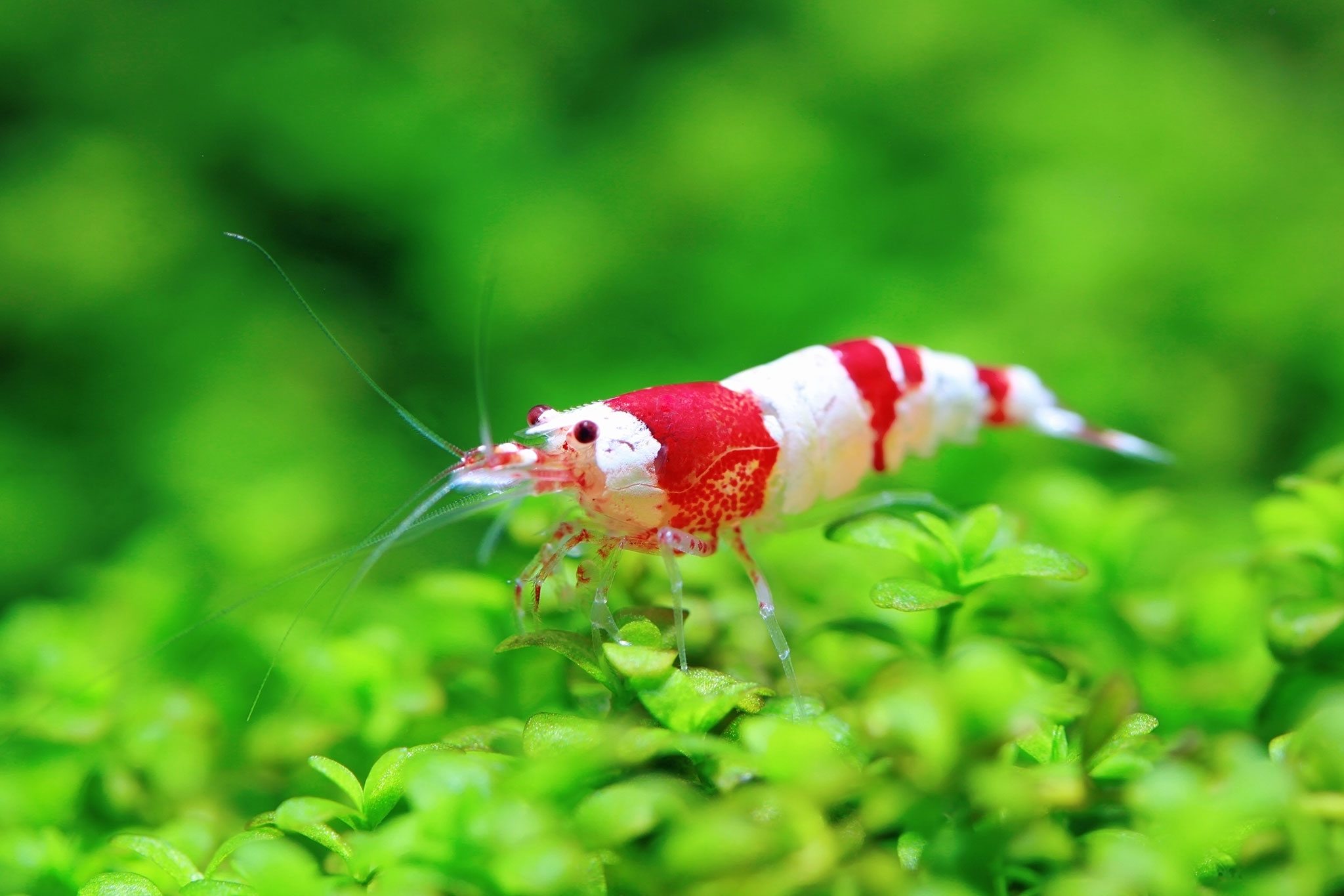 Redfreshwatershrimp