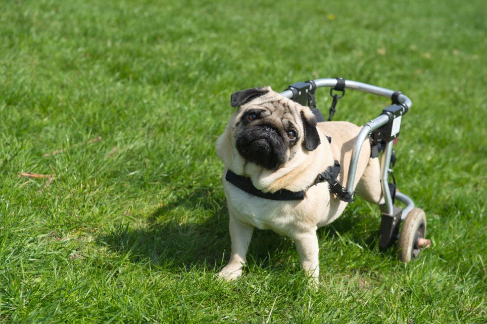 handicapped-dog