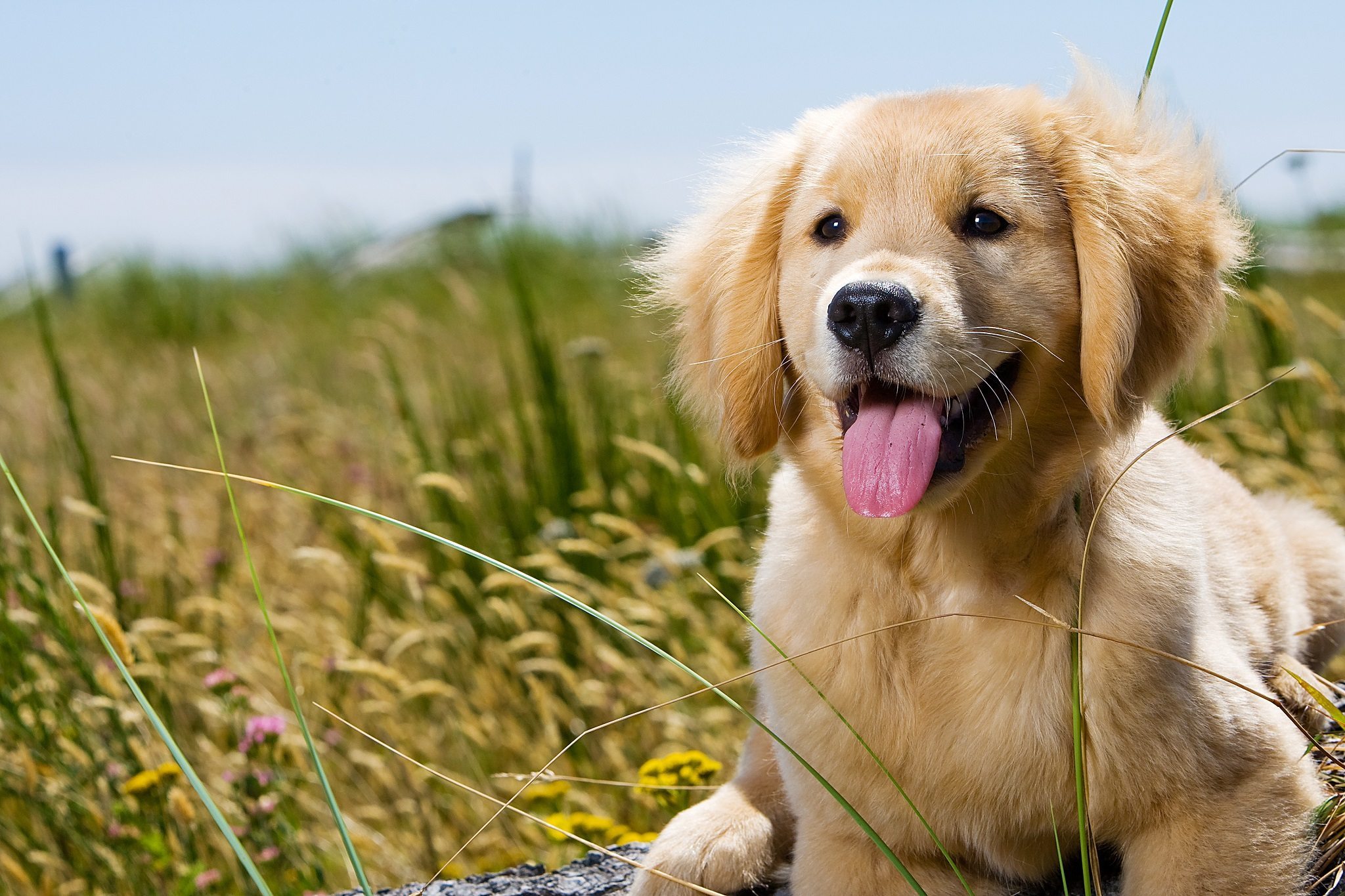 Golden Retriever Puppy with tongue hanging out.