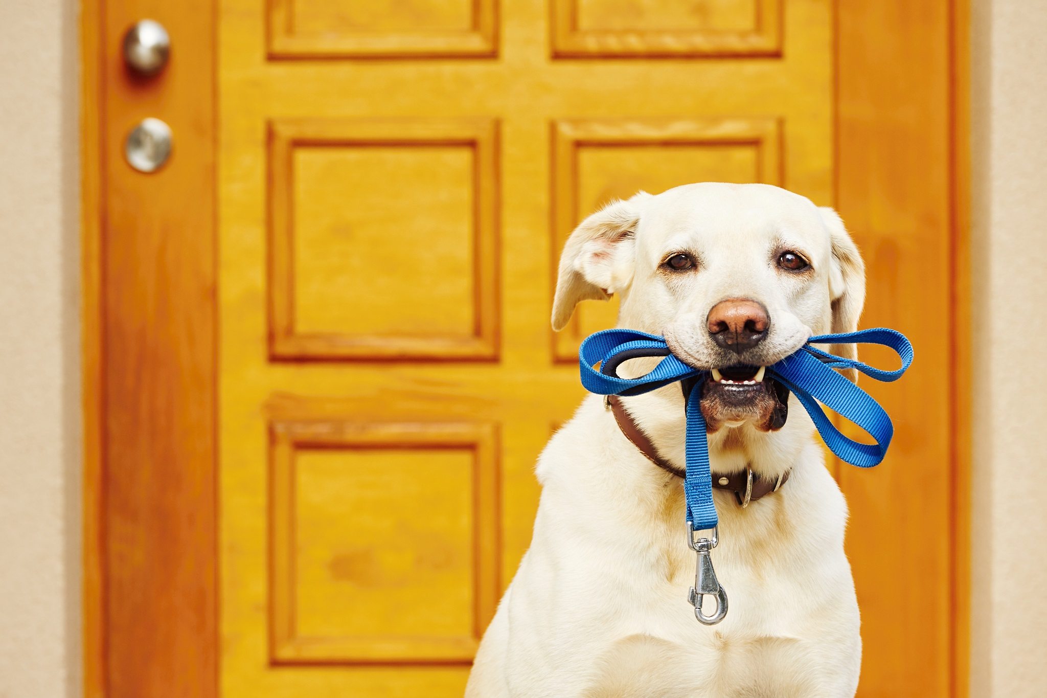 Dog with leash