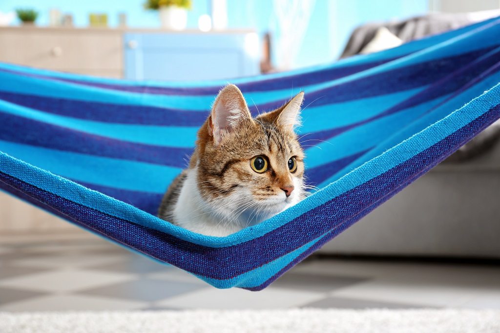 Adorable cat in blue hammock at home