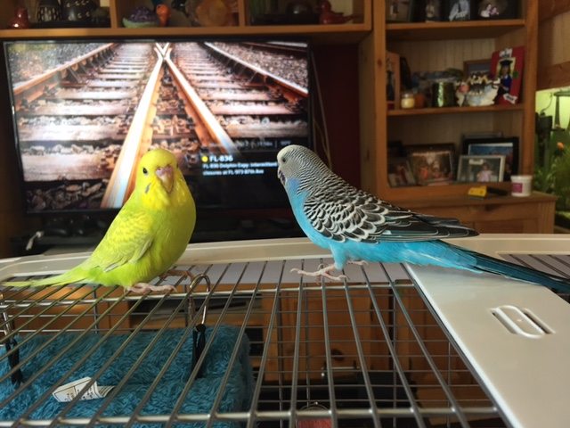 glow-and-sammy-parakeets