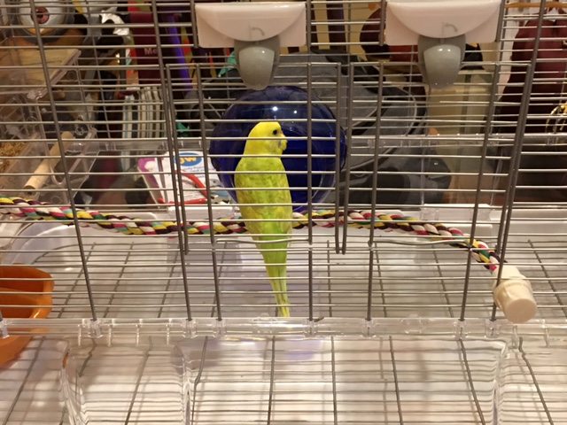 glow-the-parakeet