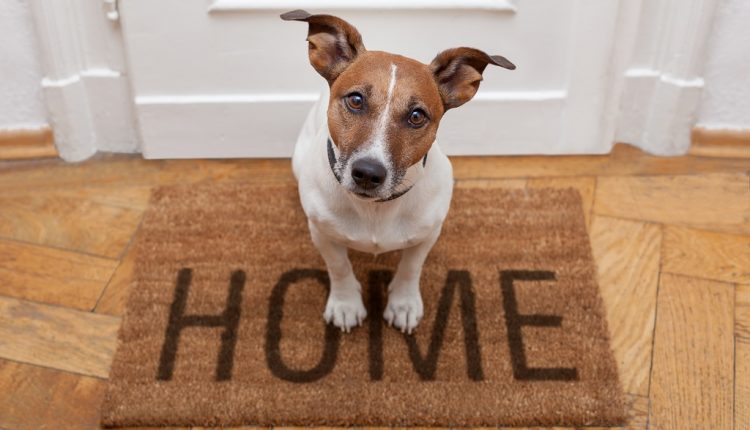 dog welcome home entrance