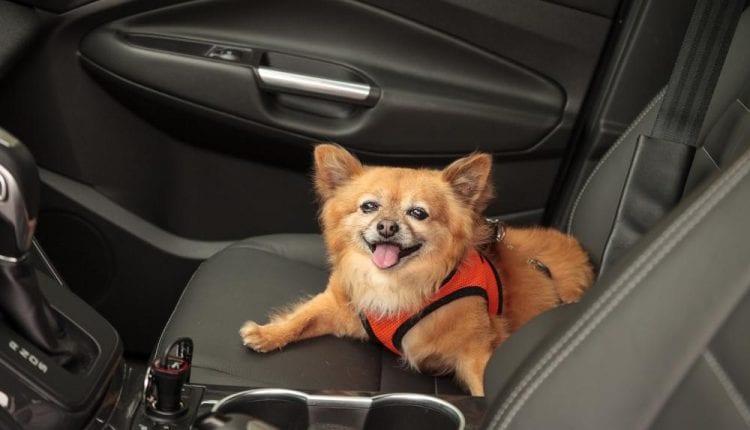 pomeranian-and-chihuahua-mix-dog-goes-for-a-ride-in-the-car.jpg