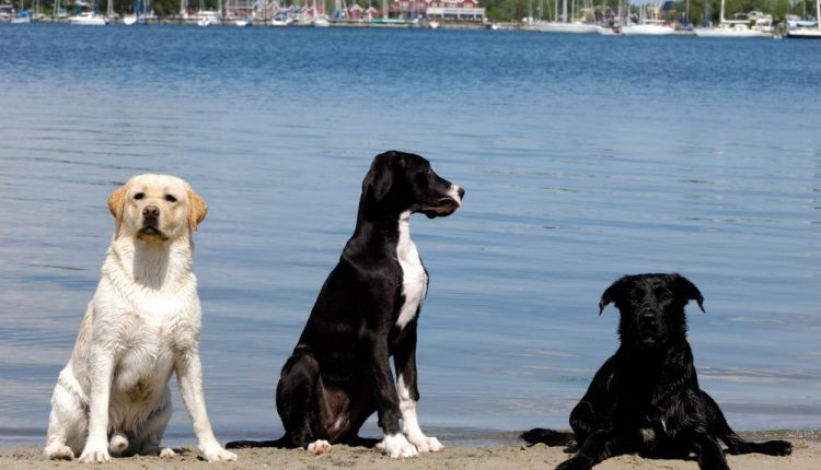 three-dogs.jpg
