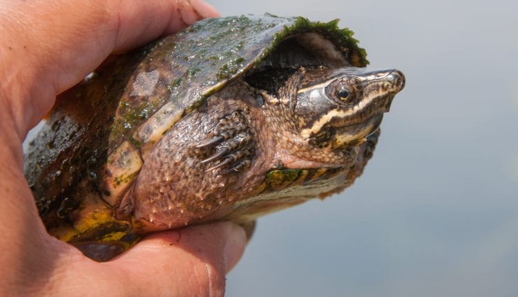 Musk Turtle in Hand