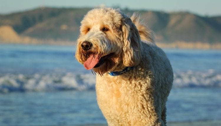 Goldendoodle dog outdoor portrait by ocean
