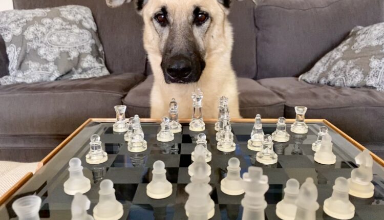 A smart dog playing a game of chess at home.