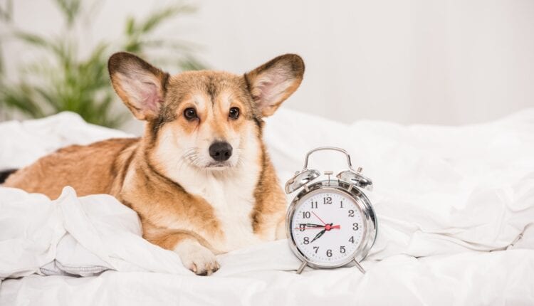 adorable pembroke welsh corgi lying on bed with alarm clock at home