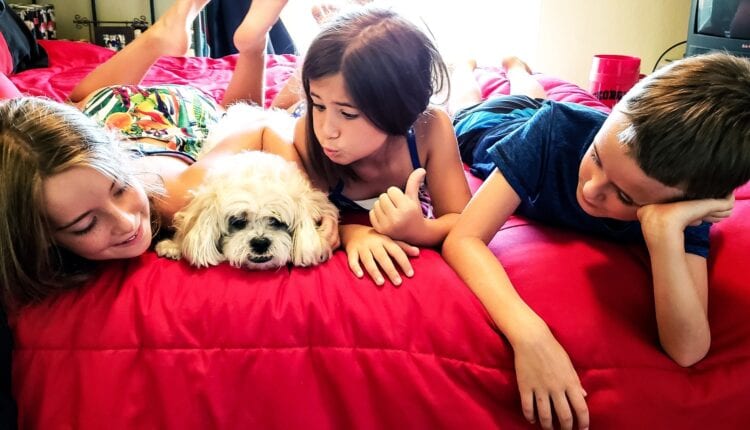 Cute dog putting up with unwanted attention of cute kids and appears to be bored…