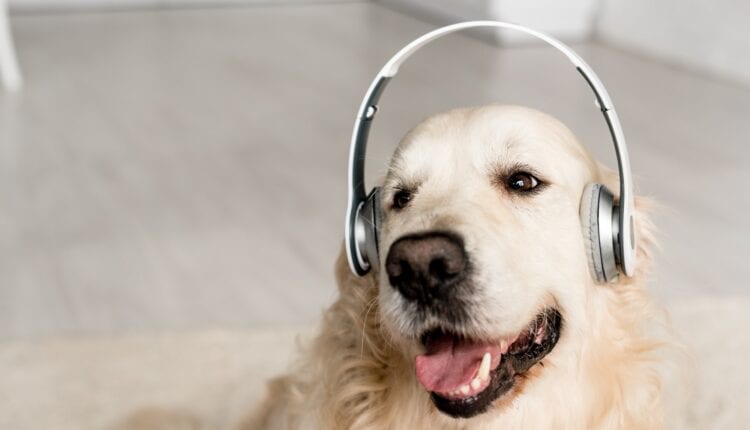 cute golden retriever listening music in headphones in apartment